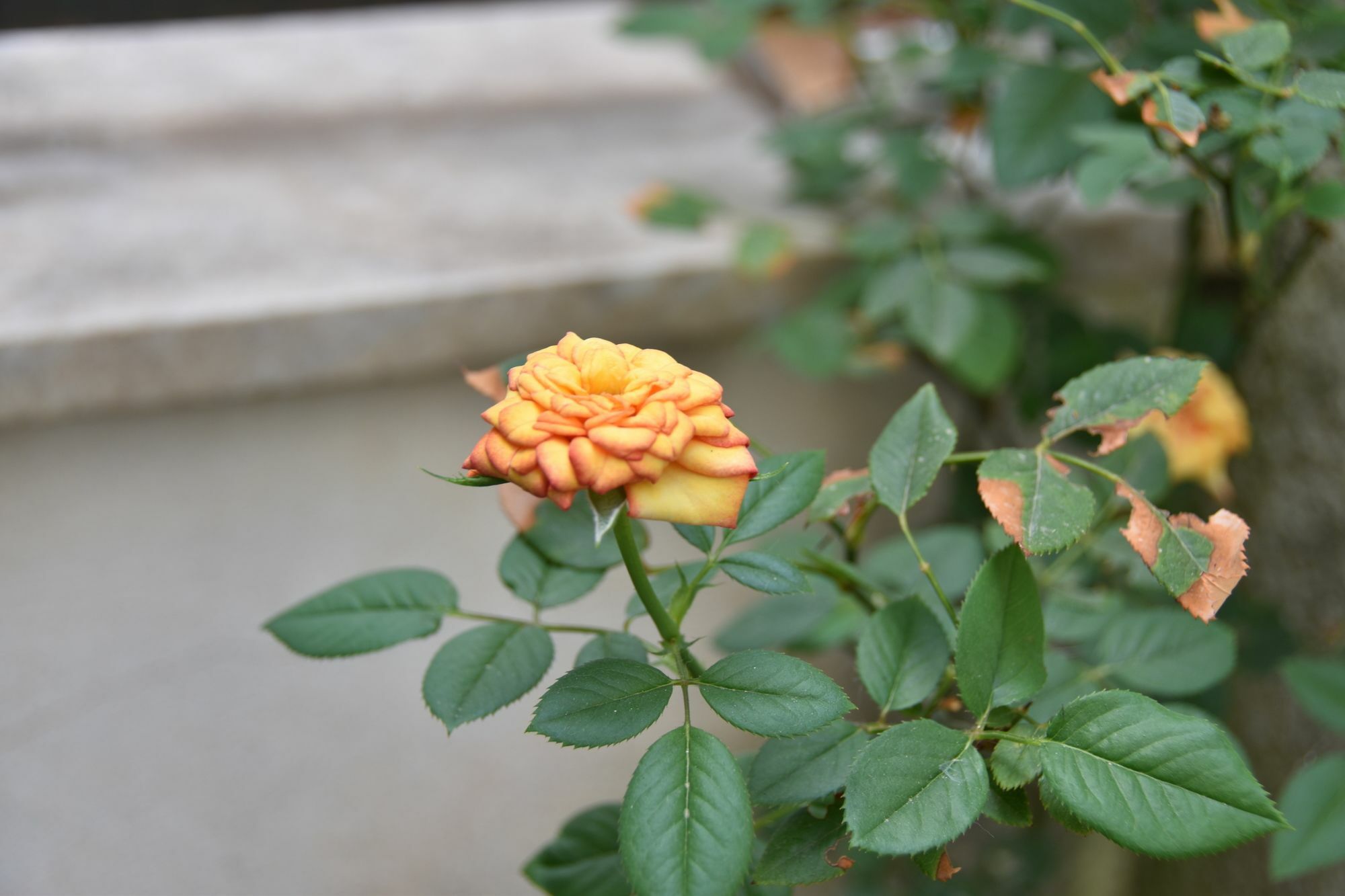 Il Lapino Hotel ปาแลร์โม ภายนอก รูปภาพ
